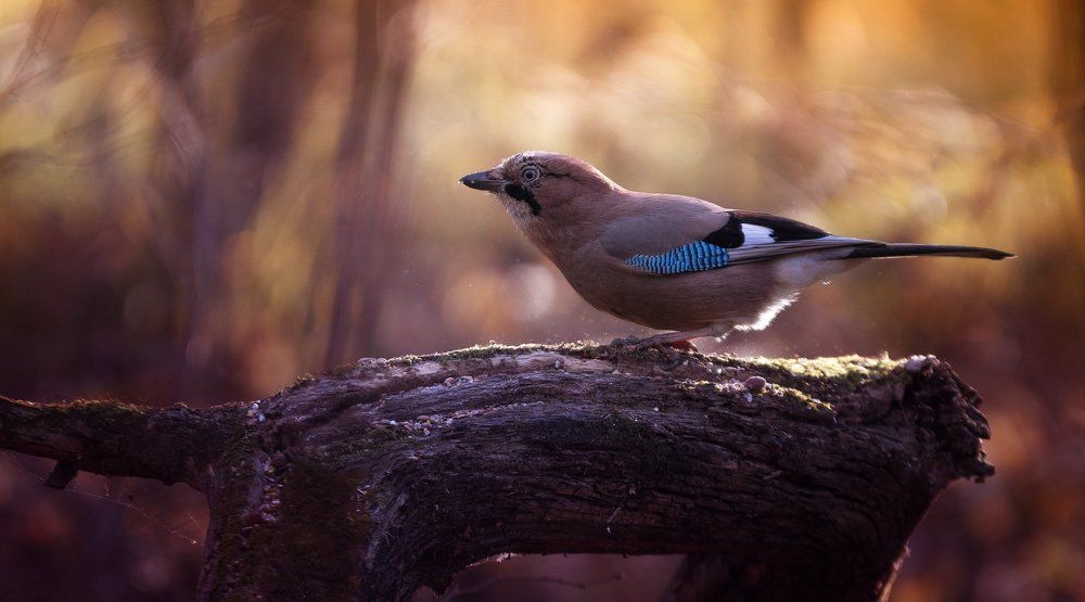 Теплым утром