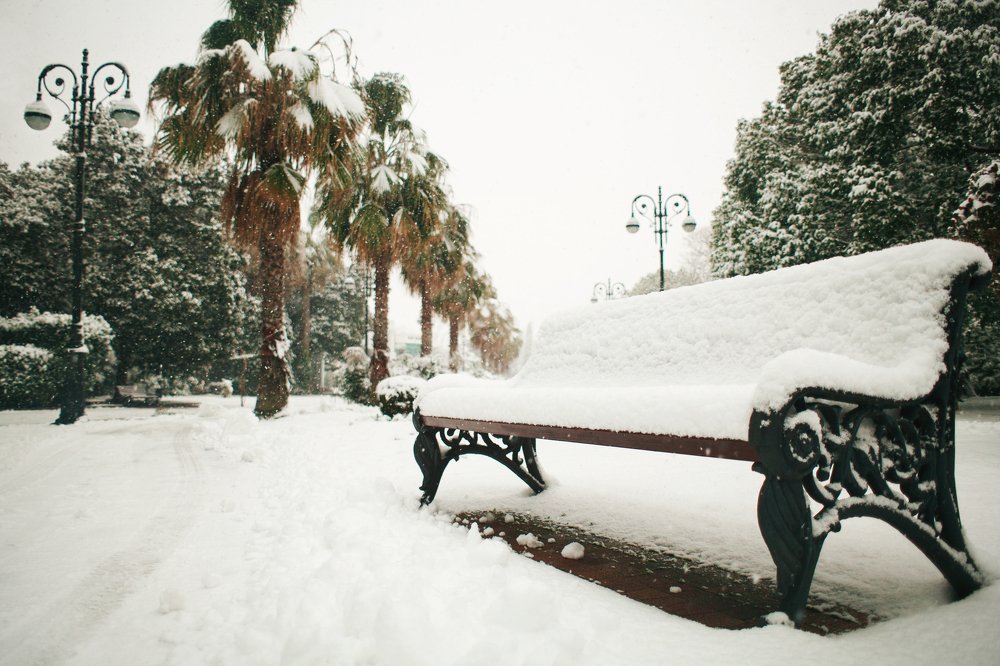 Пальмы в снегу