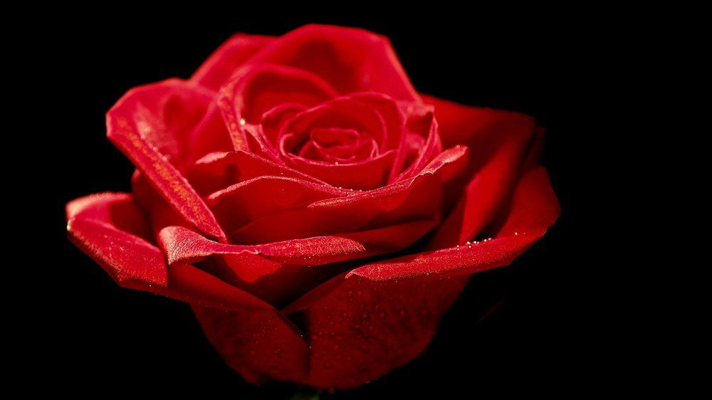 Свежее Красное