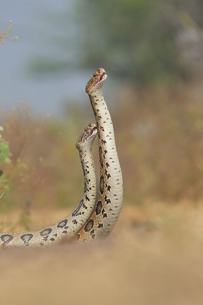 Russell’s Viper Mating