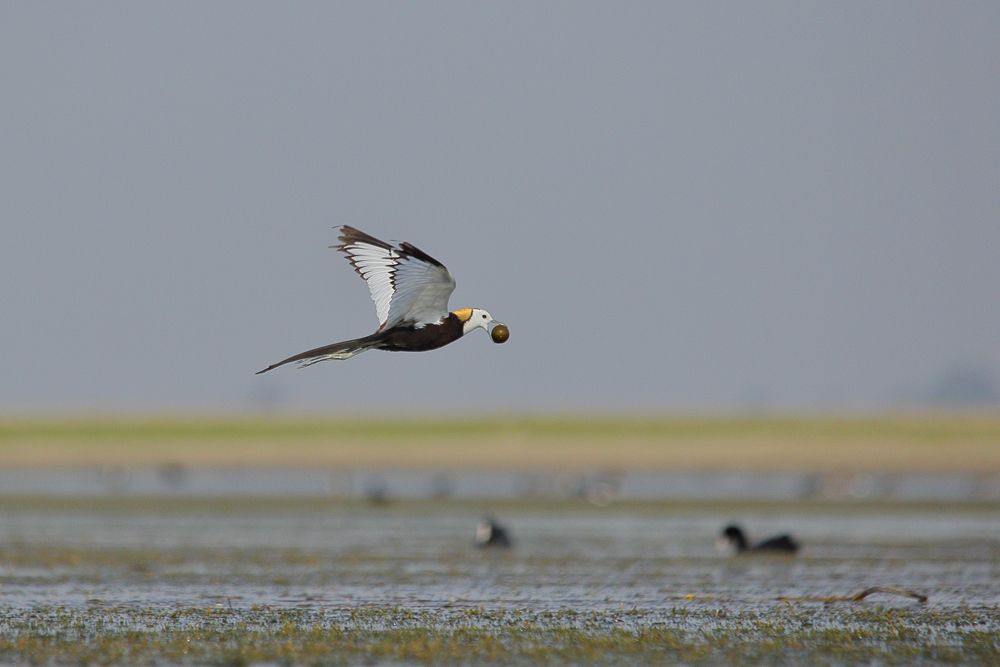 Pheasant-tailed jacana transfer of  his egg