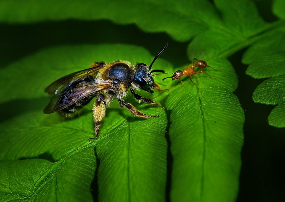 Боьба сумо.