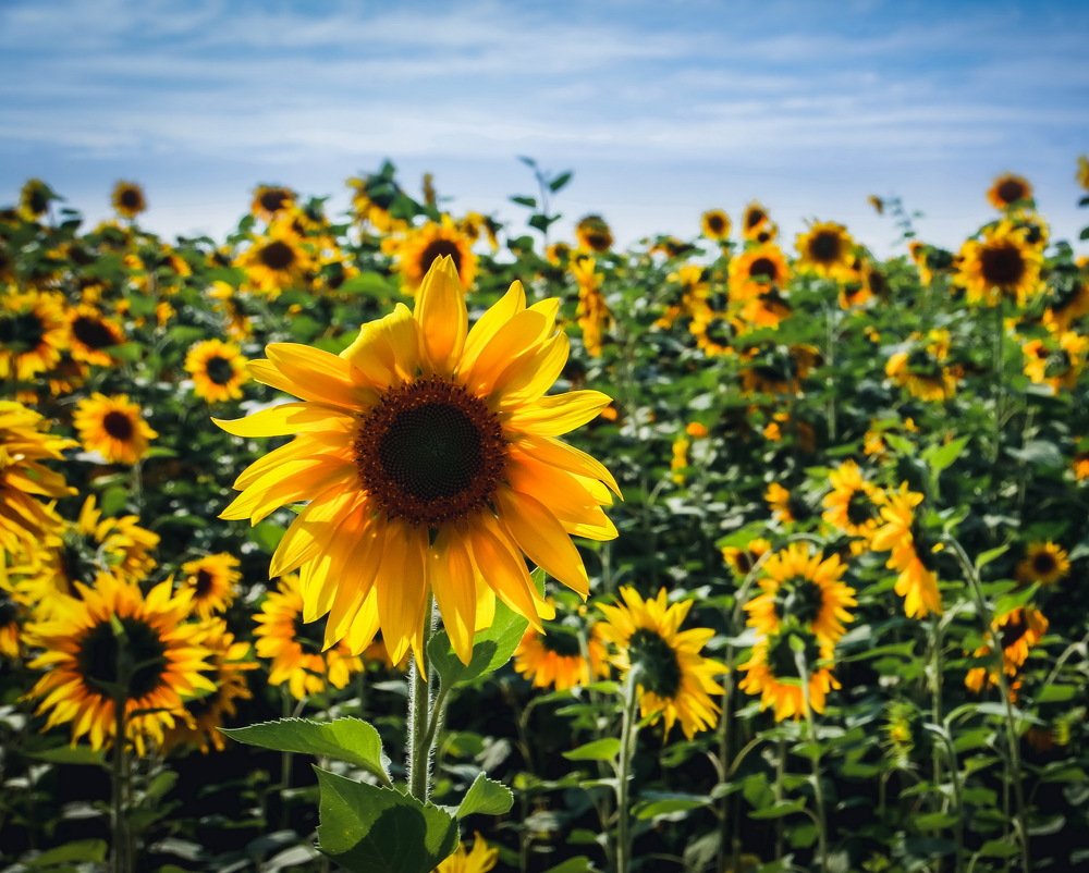 Лето в подсолнухах