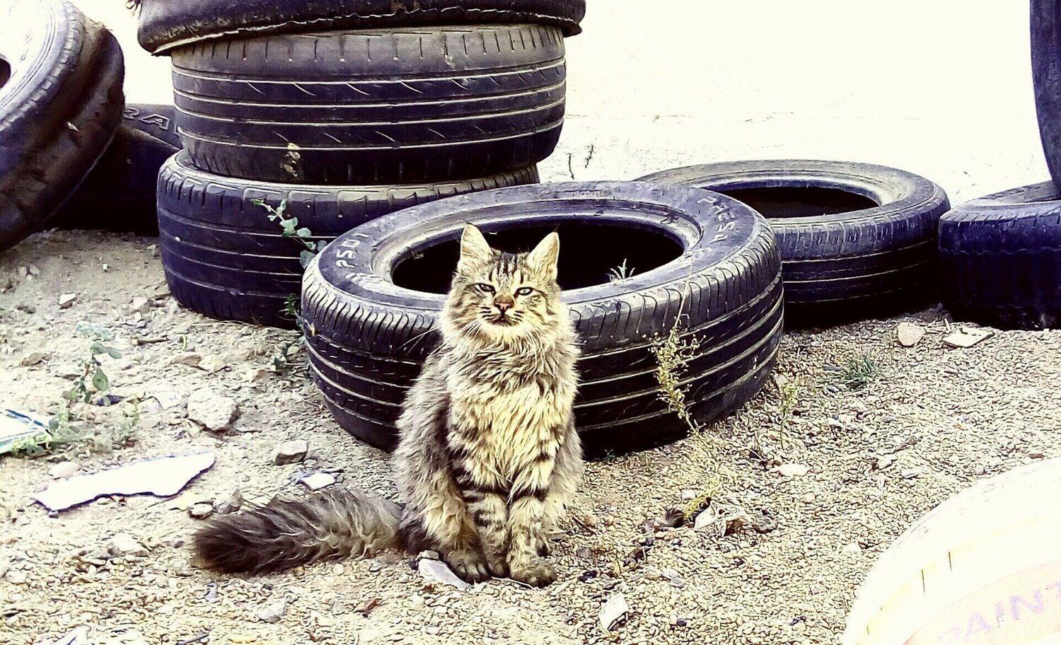 SMART CAT