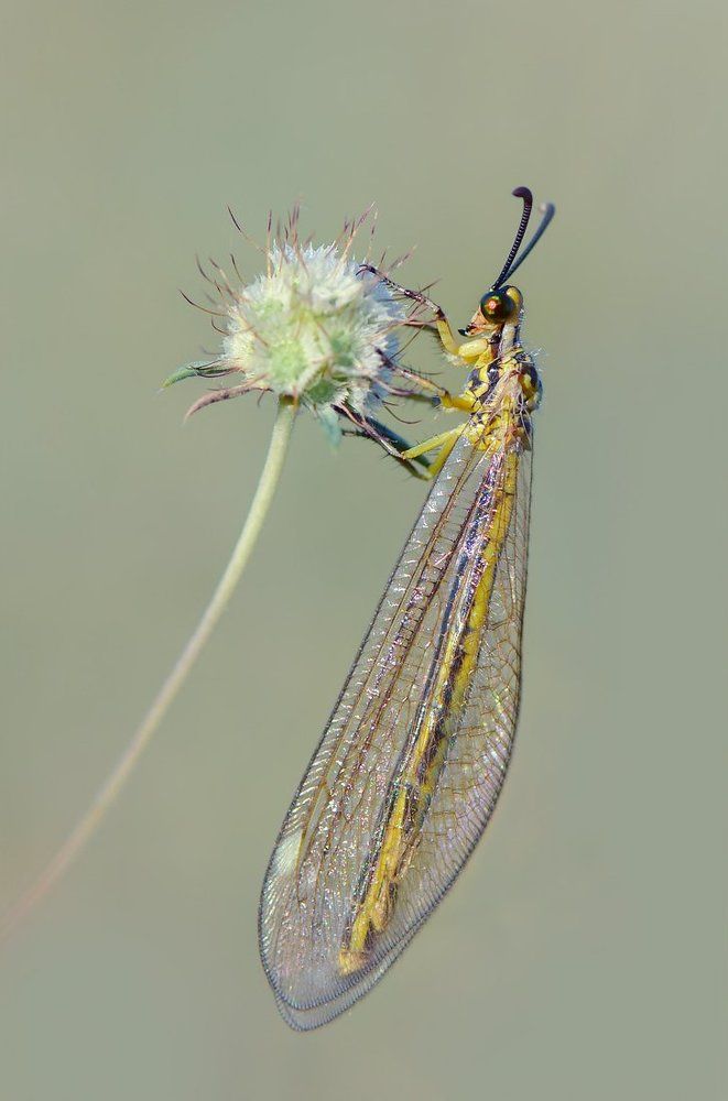 Муравьиный лев.