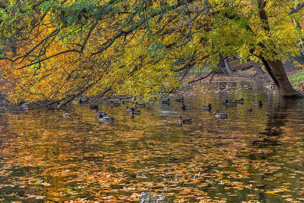 3 городской парк, Саратов