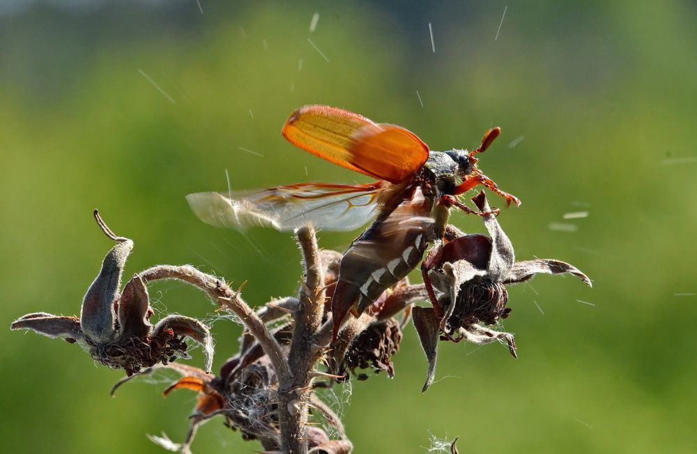 Майский жук