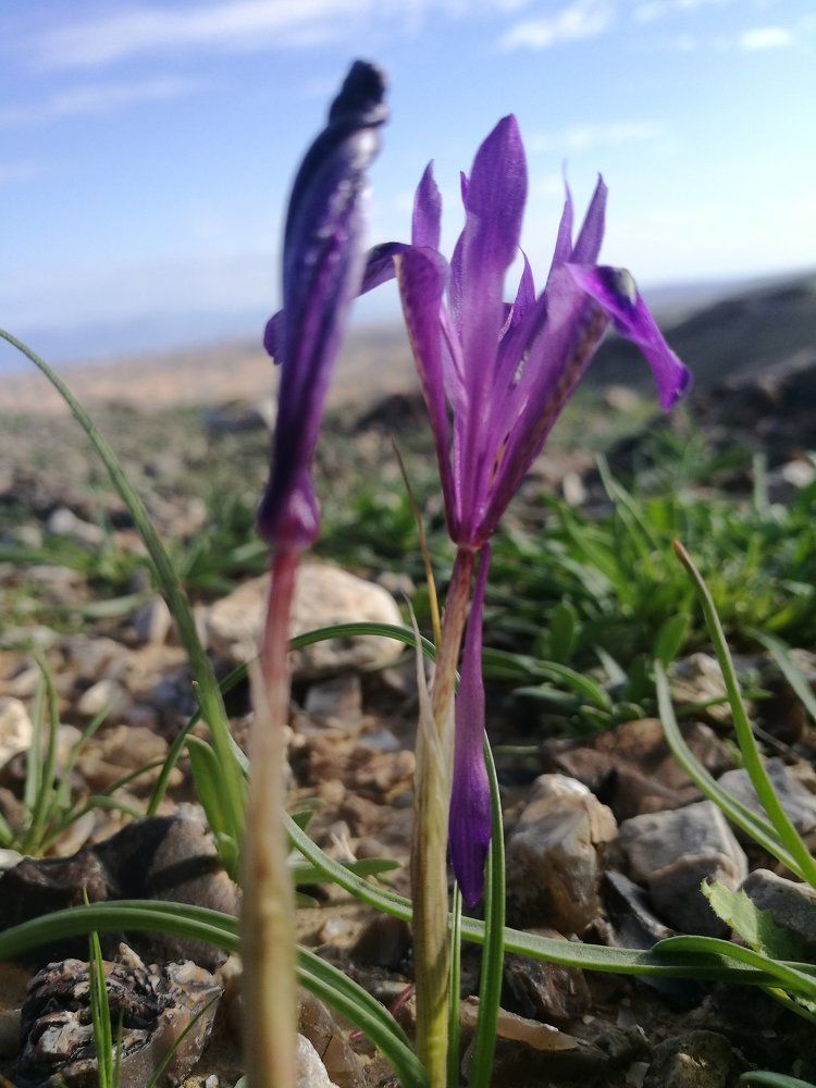 Солнечне краски