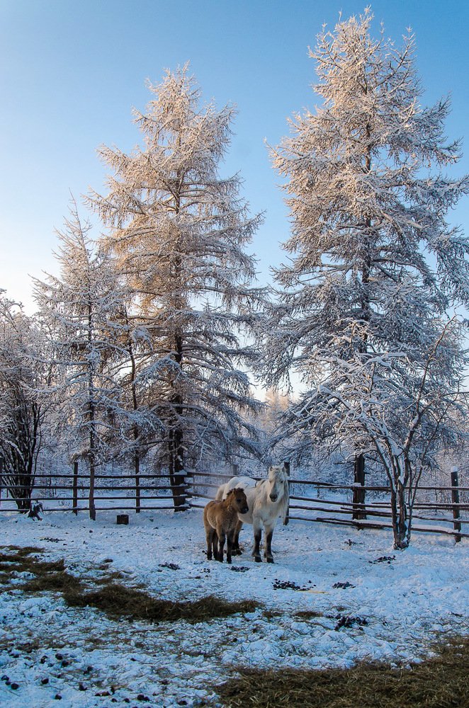 Оямяконские лошади