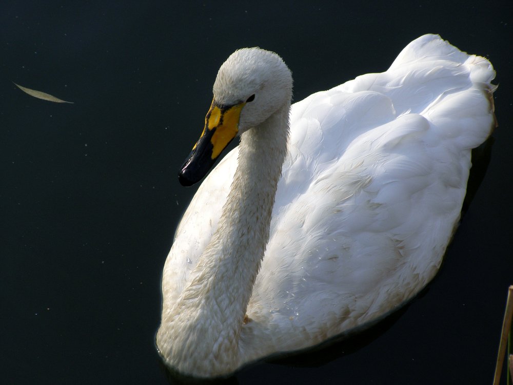 Лебедь на пруду