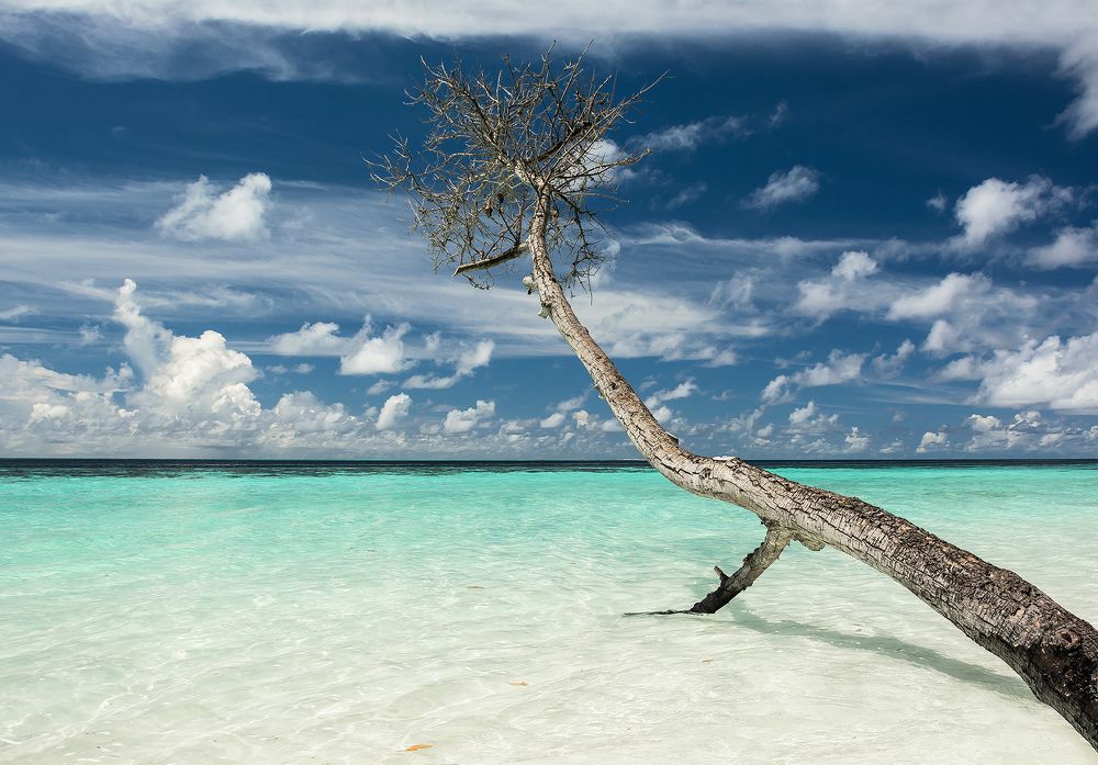 Деревья умирают тихо...