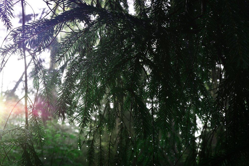 Просыпайся хвоя, просыпайся лес