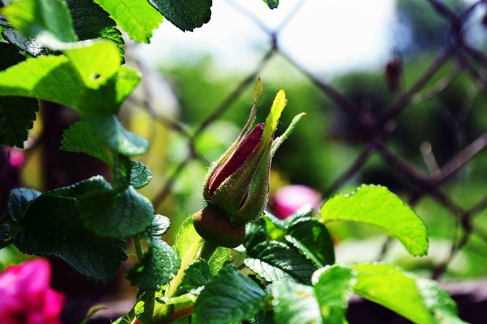 Напои ароматом планету