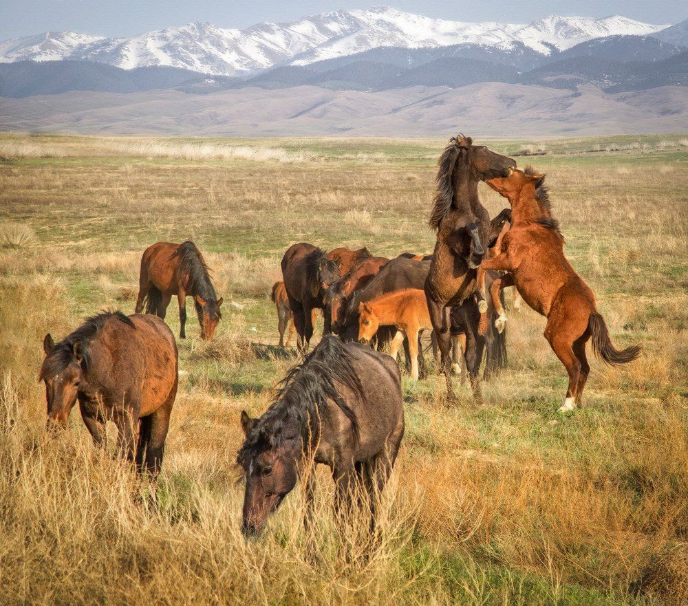 Табун диких лошадей