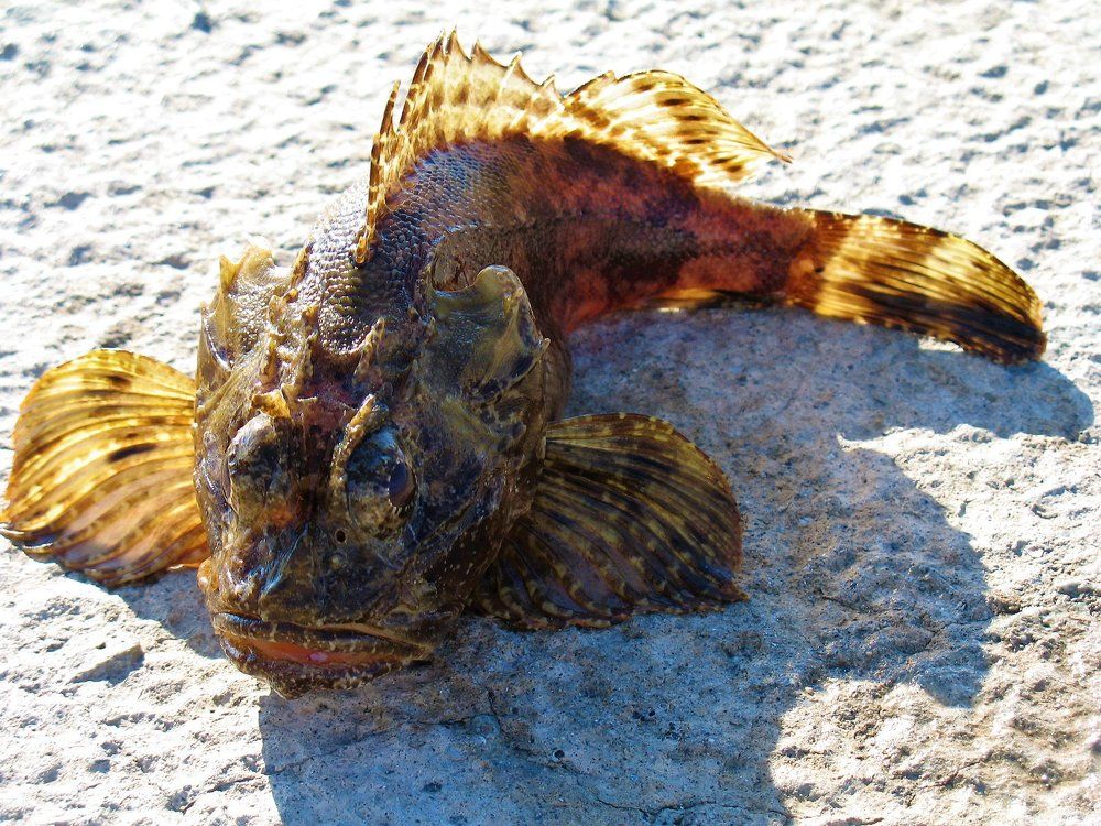 Рыба без воды