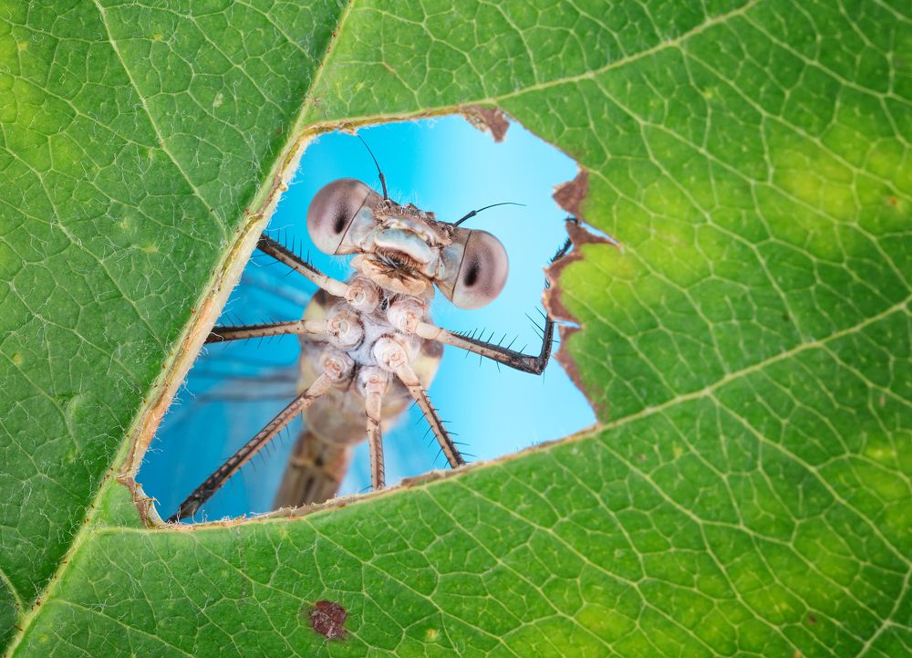 A window into Nature