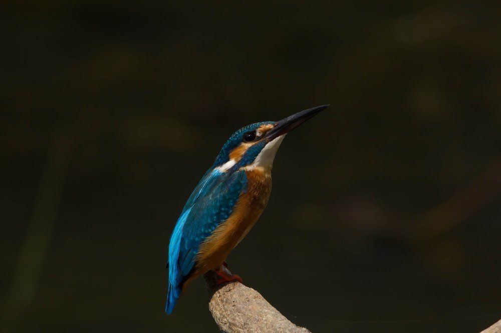 'Lonliness thinking' Common Kingfisher