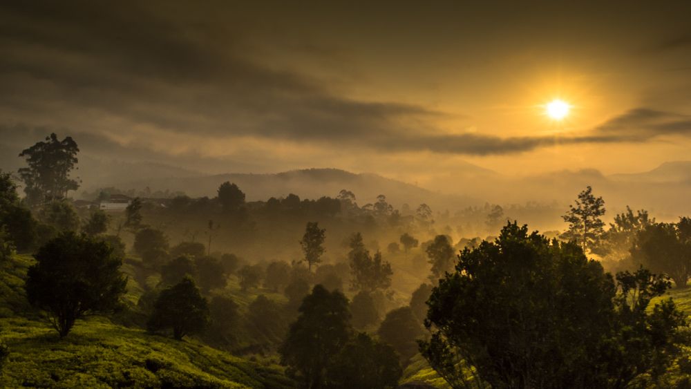 Majestic Munnar Morning