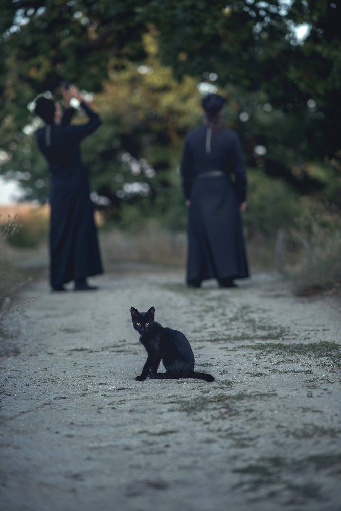 три товарища