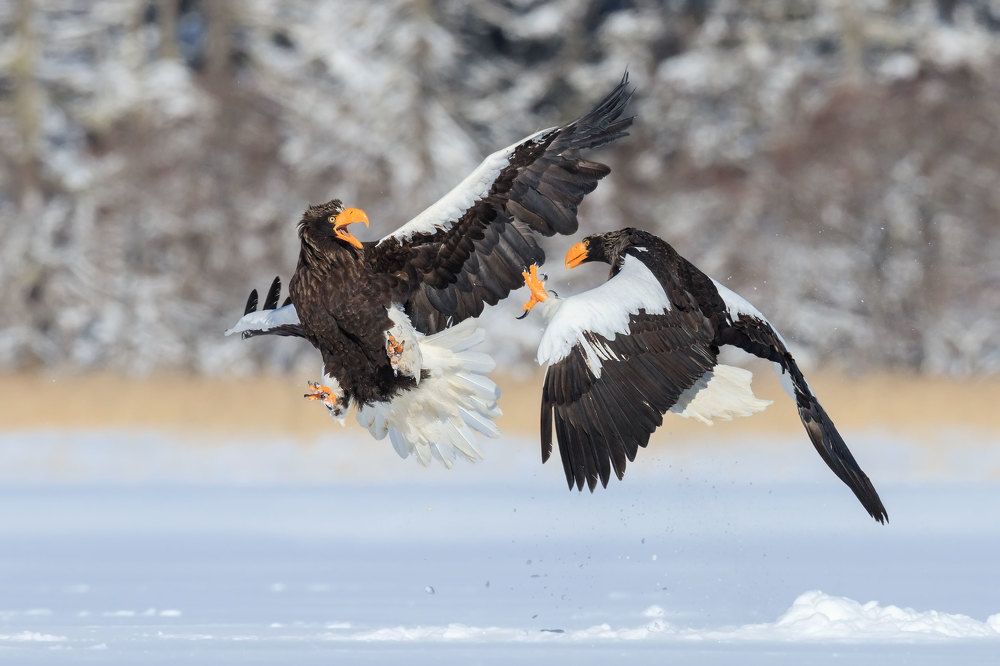 Экспрессия конфликта.