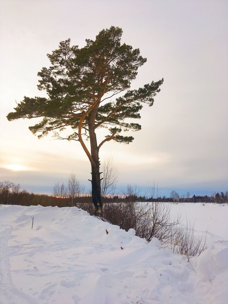 Одинокая сосна