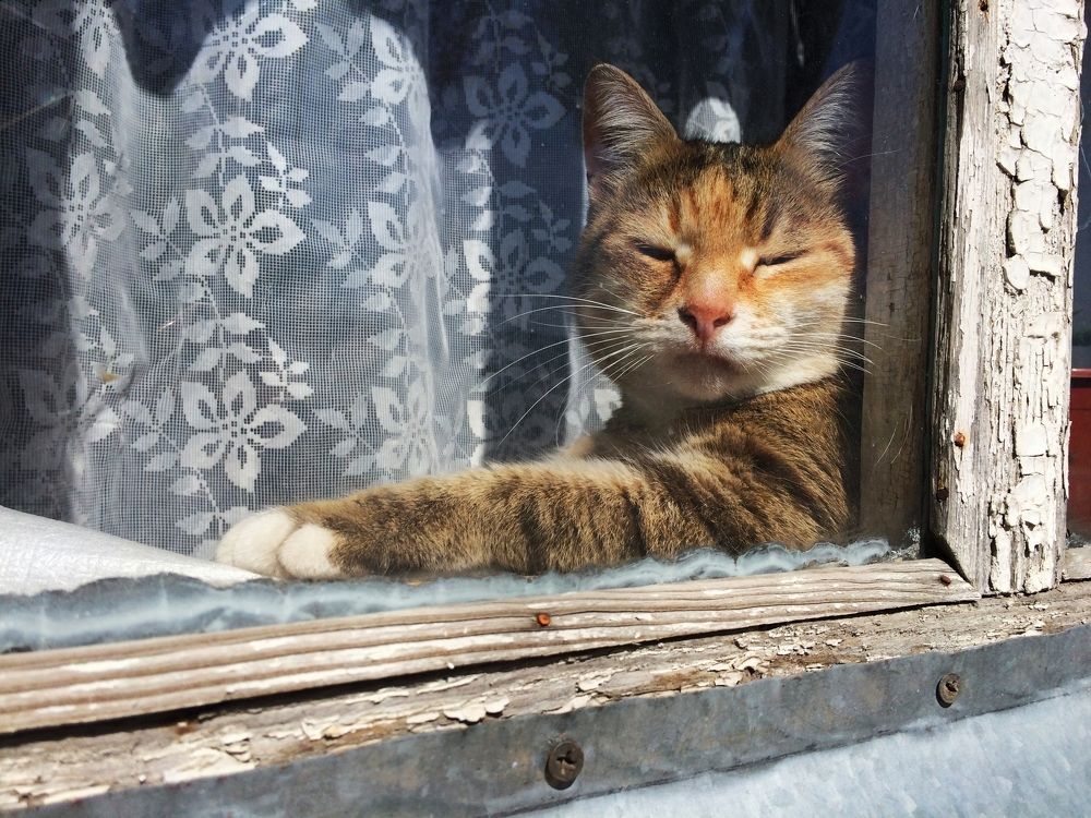 Ленивый домосед