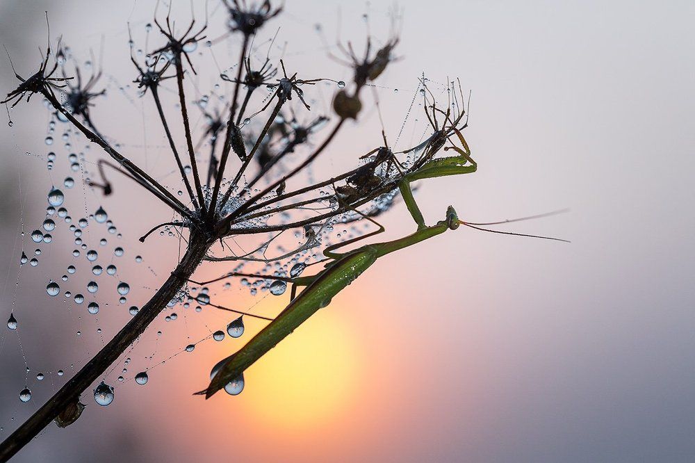 Повелитель росы.