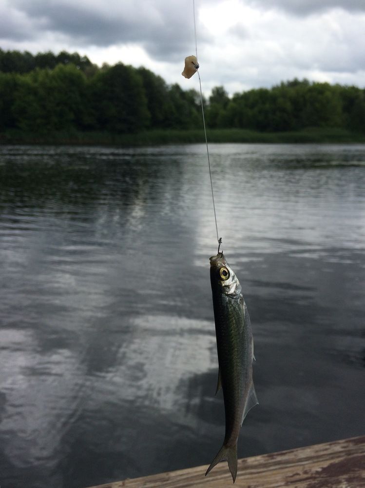 Первый улов