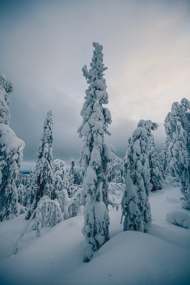 Зимние фантазии