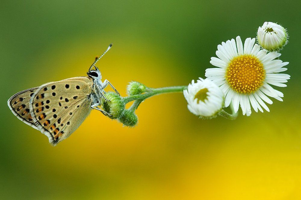 Макроэтюд с червонцем бурым