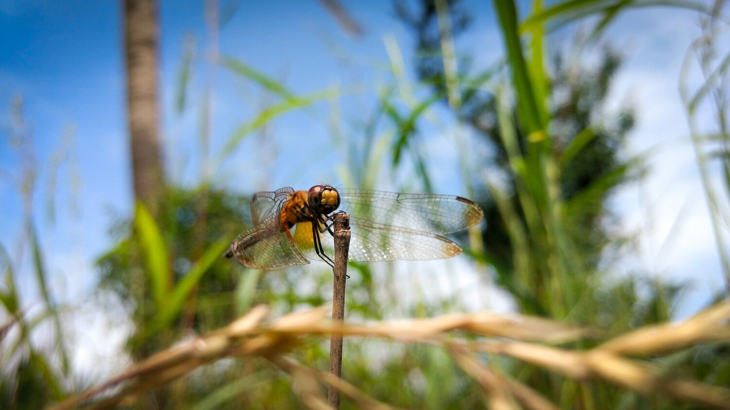 Dragonfly