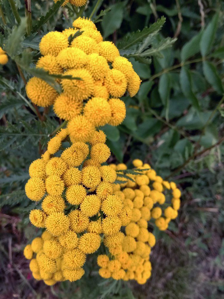 Фотография автора Буцаева Елена