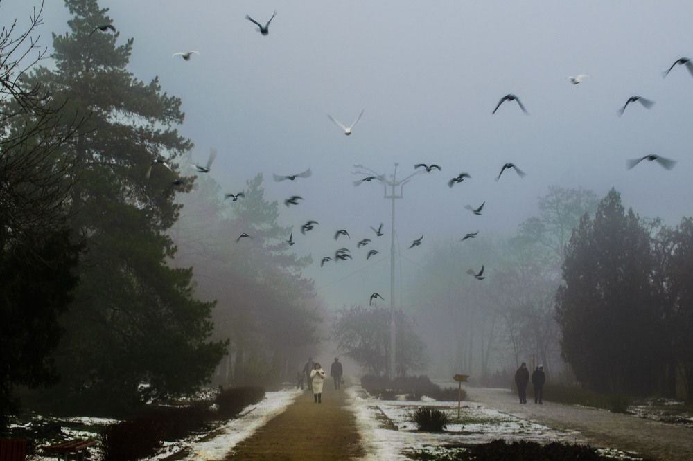 Дневной туман