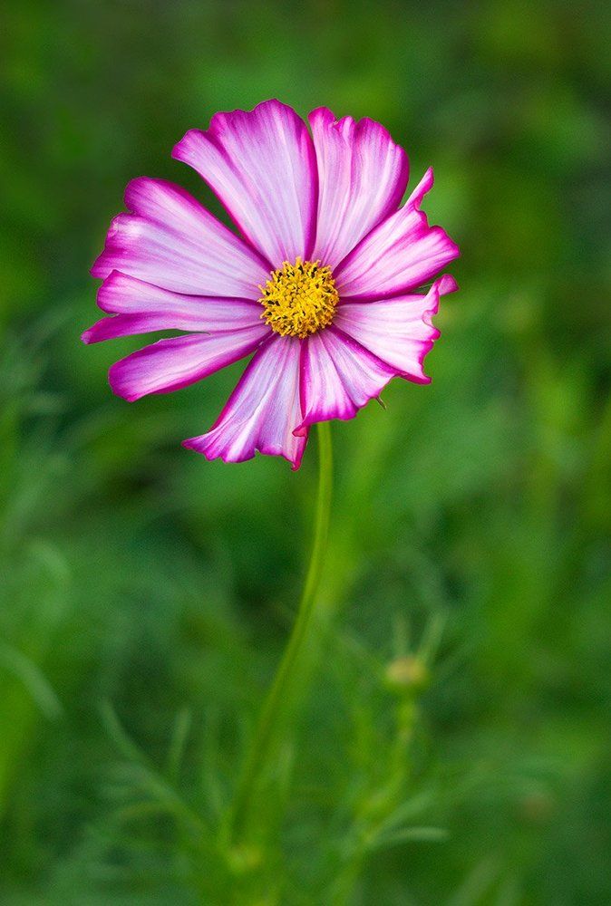 Я ль на свете всех милее?