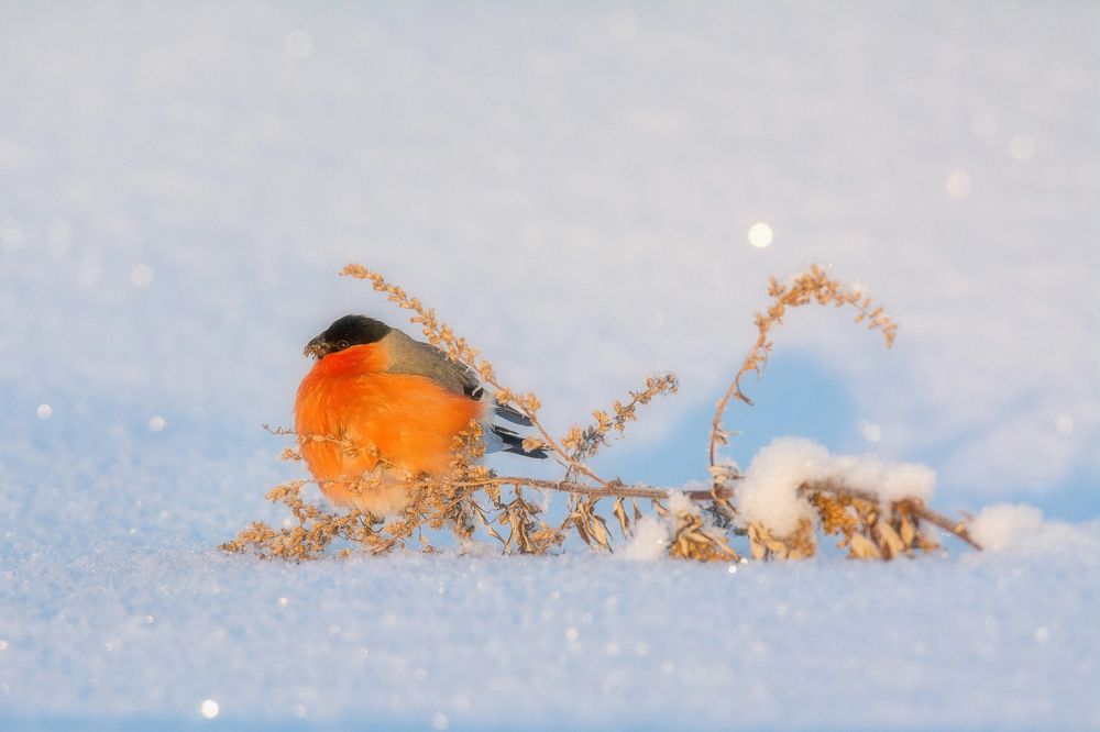 "Яблоко на снегу"