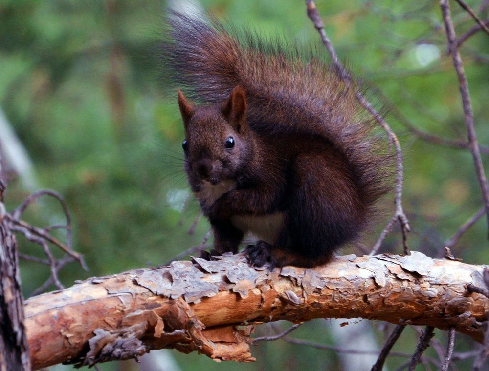 Северный белчонок