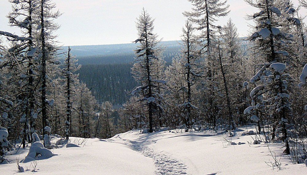 Утро в лесотундре