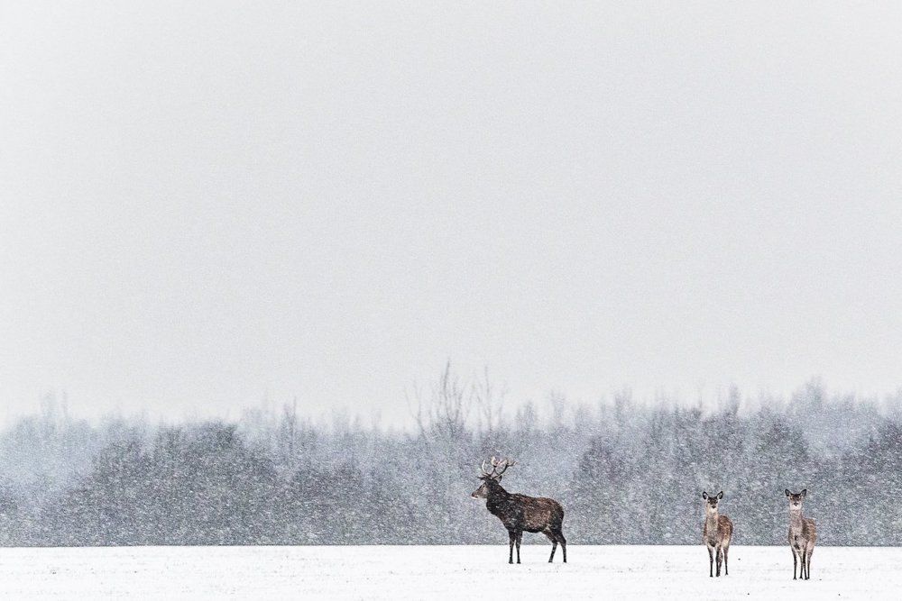 Photograph by Евгений Мельников