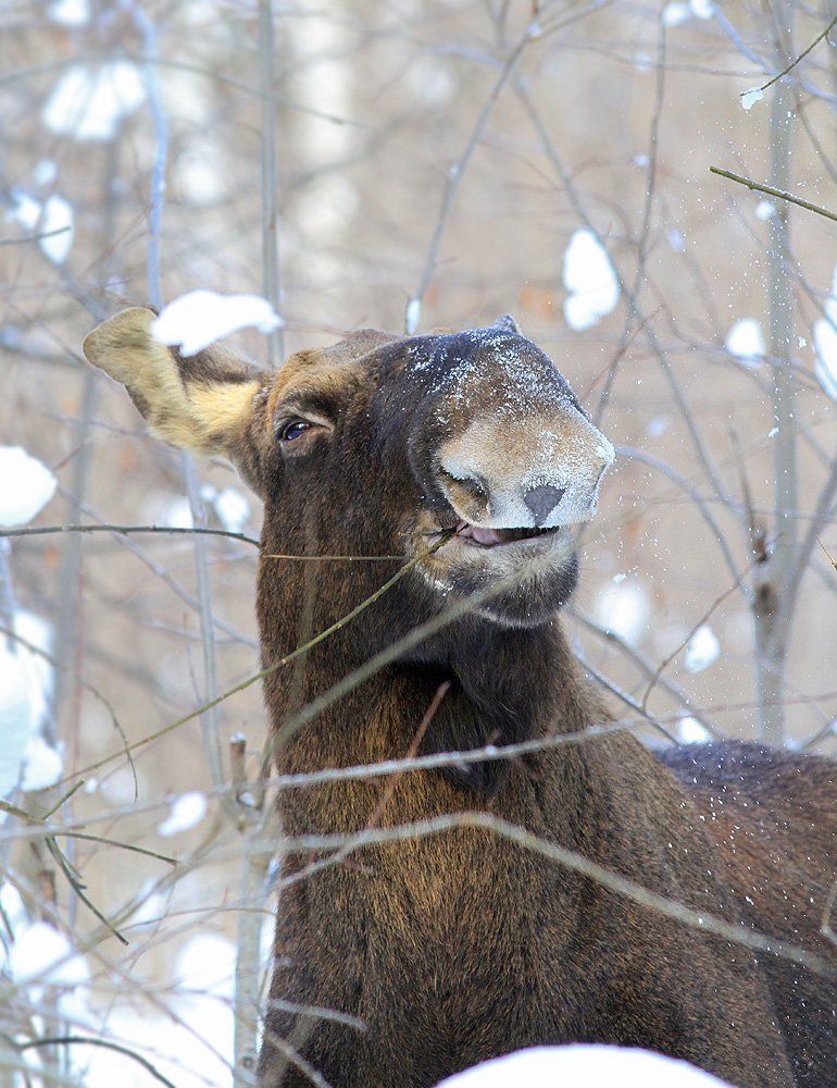 Похрустим...