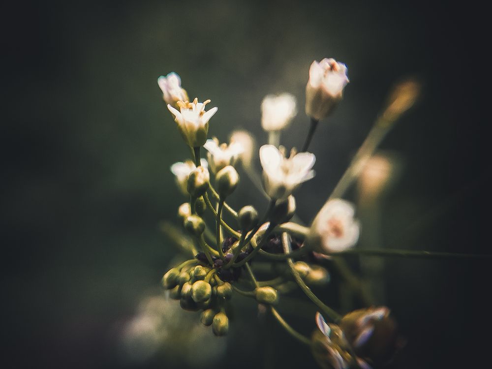 Макро (meizu mx5)