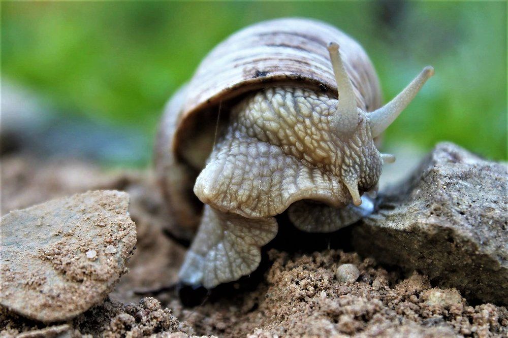 snail