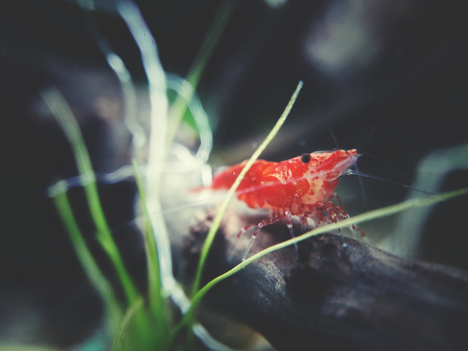 Tiny Guy