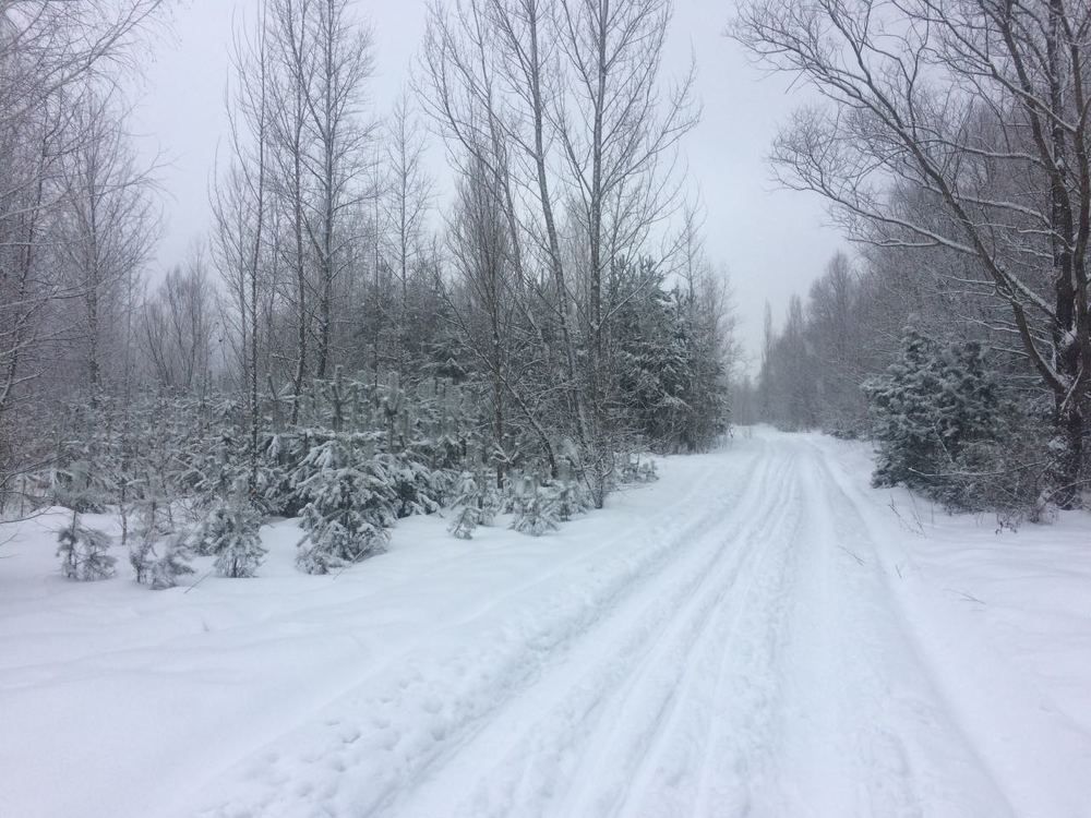 Дорога в Зимний Лес