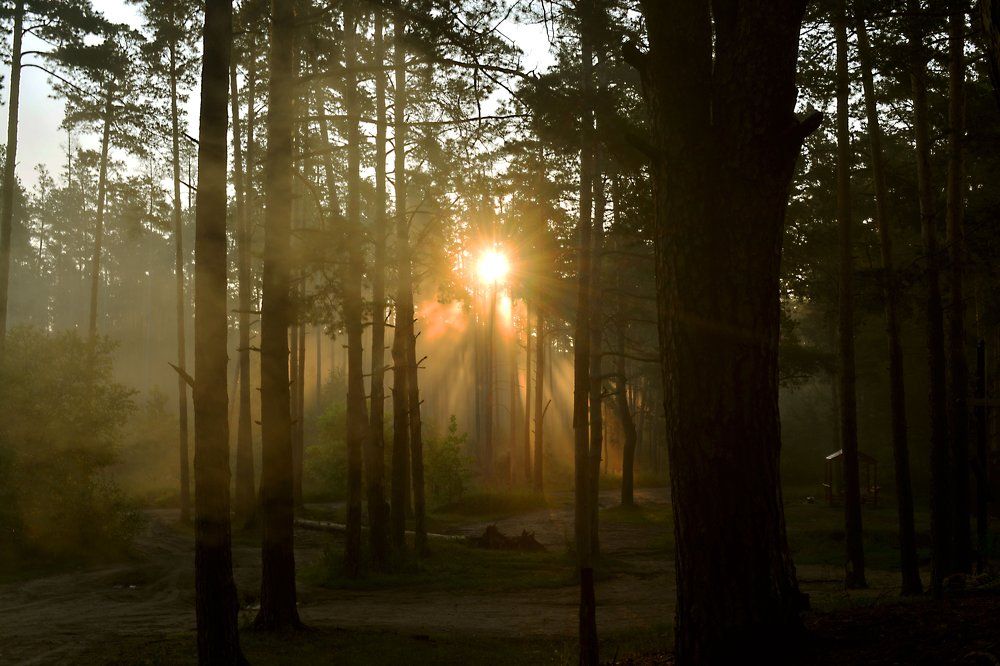 Путь через утренний лес