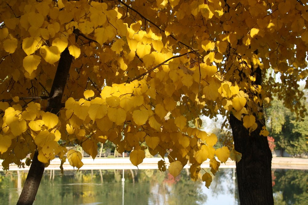 Липовое золото