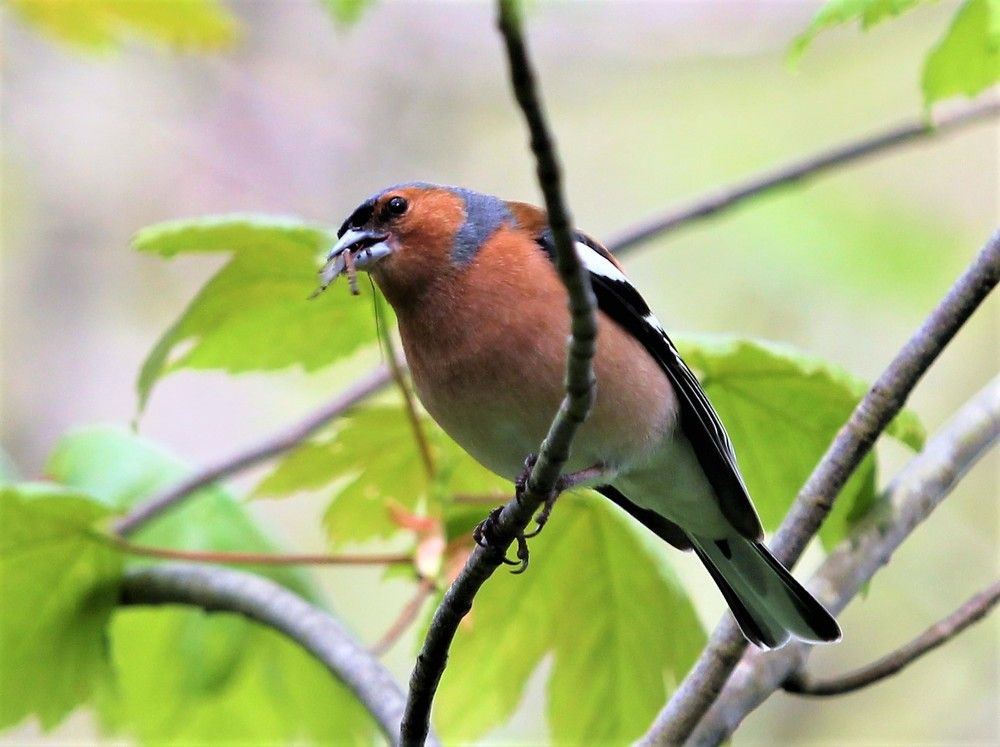 Фотография автора Firsova Inese