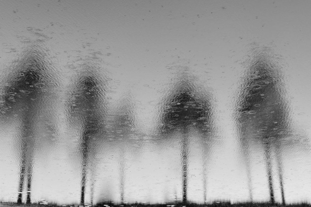 Сосны и дождь