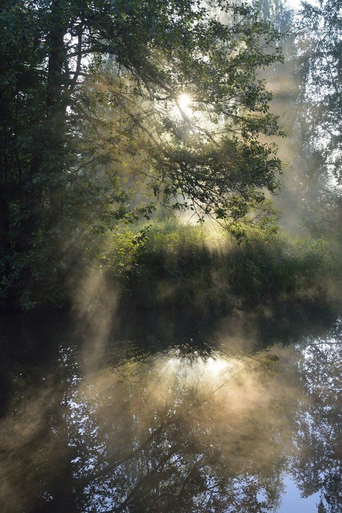 Сквозь листву