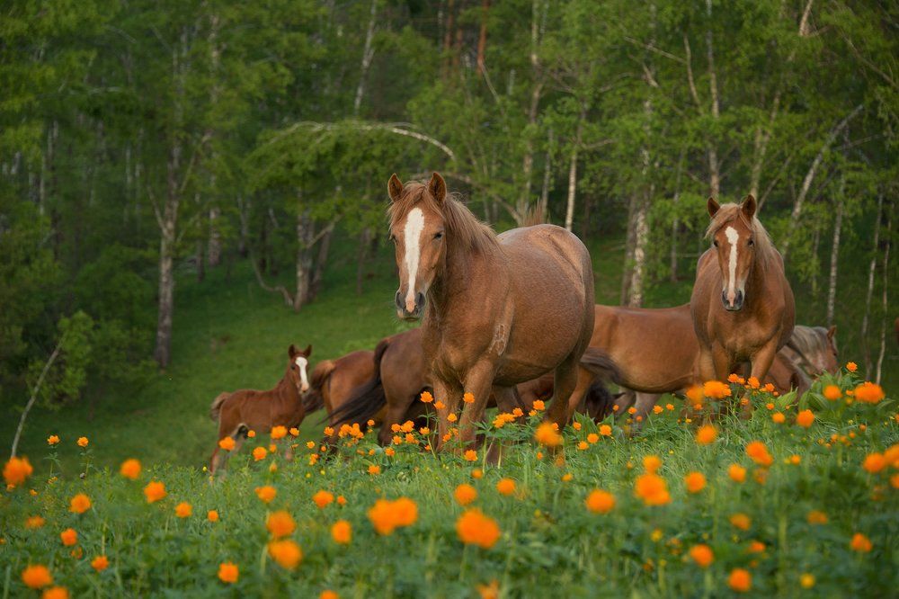 Майский луг