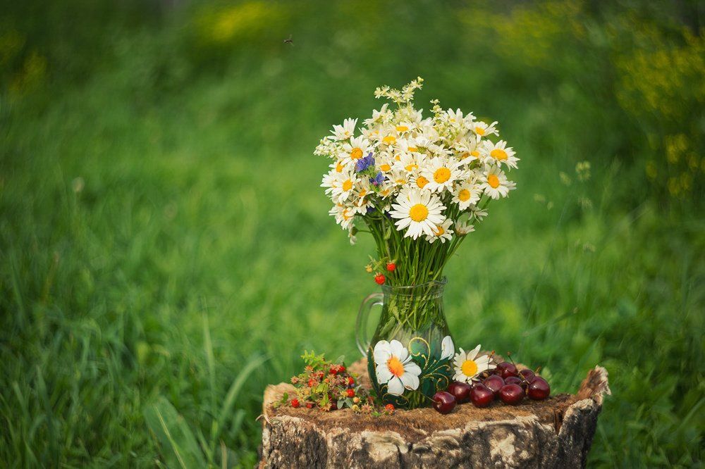 Натюрморт с ромашками